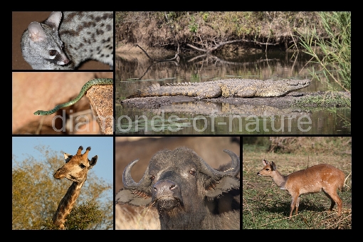 Tiercollage Afrika / Animal collage Africa