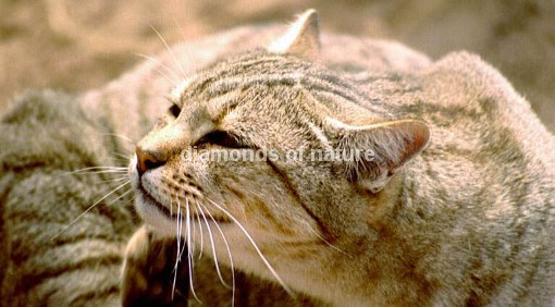Afrikanische Falbkatze / African Wild Cat / Felis Lybica
