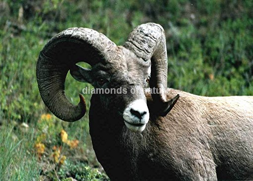 Dickhornschaf / Bighorn Sheep / Ovis canadensis