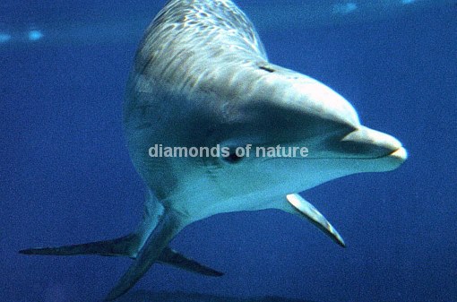 Delphin / Dolphin / Tursiops