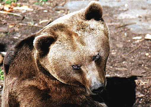 Braunbär / Brown bear / Ursus arctos
