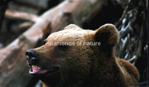 Braunbär / Brown bear / Ursus arctos
