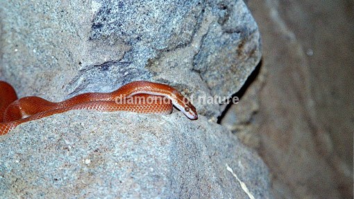 Braune Hausschlange / Cape House Snake / Lamprophis capensis