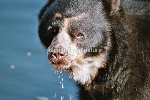 Brillenbär / Bear / Tremarctos ornatus