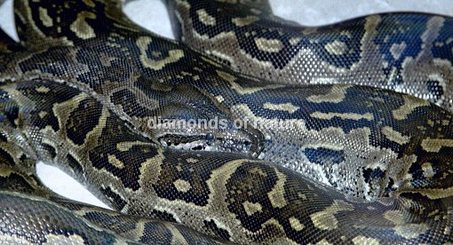 Burma Python / Burmese Python / Python molurus bivittatus