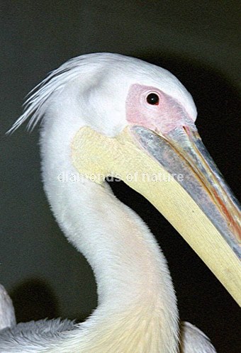 Krauskopf-Pelikan / Dalmatian Pelican / Pelecanus crispus