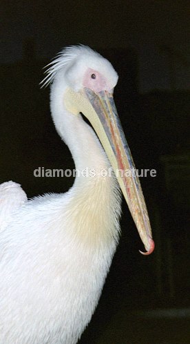 Krauskopf-Pelikan / Dalmatian Pelican / Pelecanus crispus