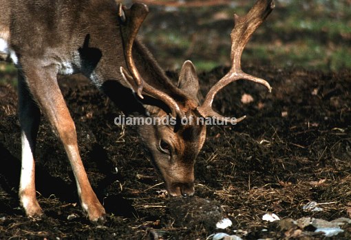 Damwild / Fallow Deer / Dama dama