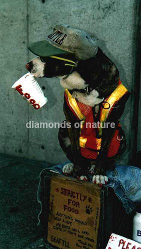 Hund / Dog / Canis