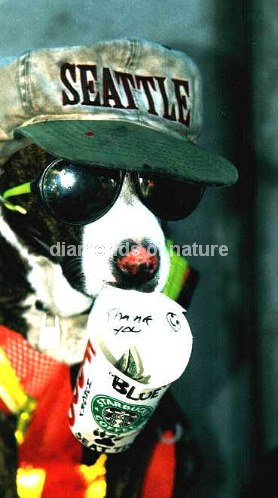 Hund / Dog / Canis
