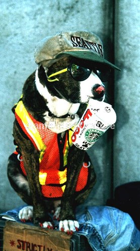 Hund / Dog / Canis