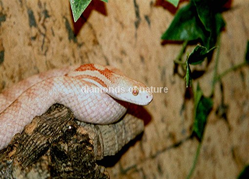 Erdnatter / Earthsnake / Pantherophis obsoletus obsoletus