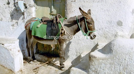Esel / Donkey / Equus asinus