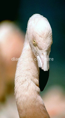 Rosaflamingo / Greater Flamingo / Phoenicopterus ruber