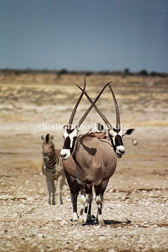 Südafrikanischer Spießbock / Gemsbok / Oryx gazella