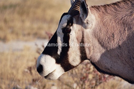 Südafrikanischer Spießbock / Gemsbok / Oryx gazella
