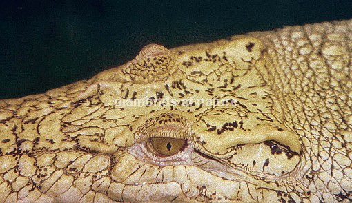 Goldenes Krokodil / Golden Crocodile / Crocodylus porosus x siamensis
