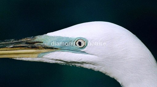 Amerikanischer Graureiher / Great White Heron / Ardea herodias