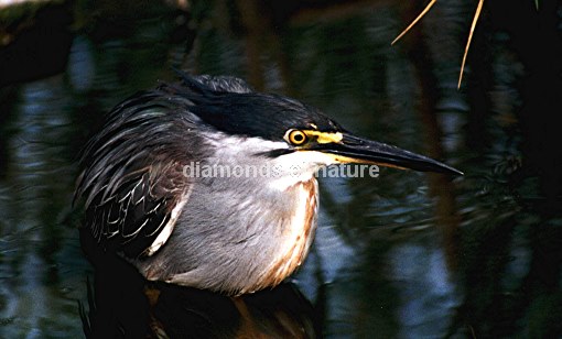 Mangrovenreiher / Greenbacked Heron / Butorides striatus