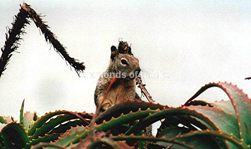 Ziesel / Ground Squirrel / Spermophilus