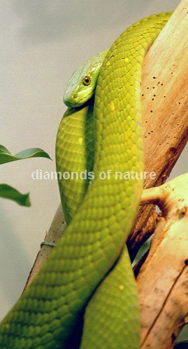 Grüne Mamba / Green Mamba / Dendroaspis angusticeps