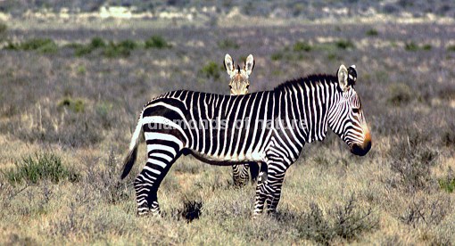 Hartmann´s Bergzebra / Hartmann´s Mountain Zebra / Equus zebra