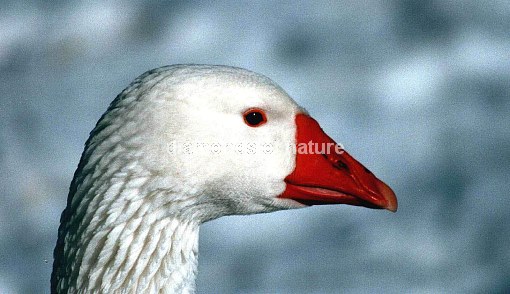 Hausgans / Domestic Goose / Anser anser f. domesticus
r