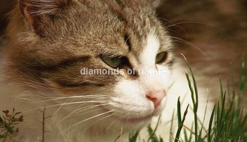Hauskatze / Domestic Cat / Felis domestica