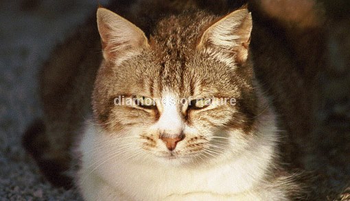Hauskatze / Domestic Cat / Felis domestica