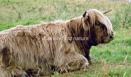 Hochlandrind / Highland Cattle / Bos taurus