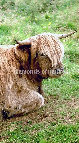 Hochlandrind / Highland Cattle / Bos taurus