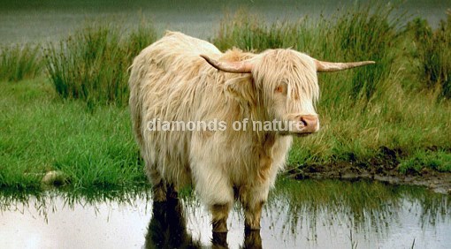Hochlandrind / Highland Cattle / Bos taurus