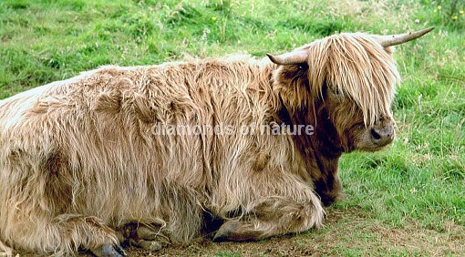 Hochlandrind / Highland Cattle / Bos taurus