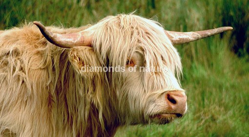 Hochlandrind / Highland Cattle / Bos taurus
