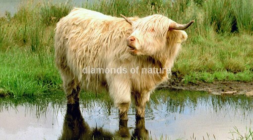 Hochlandrind / Highland Cattle / Bos taurus