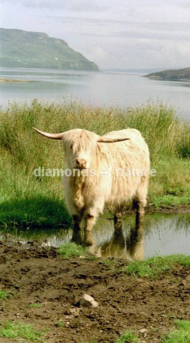 Hochlandrind / Highland Cattle / Bos taurus