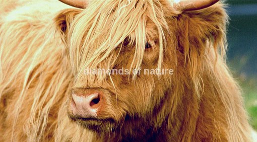 Hochlandrind / Highland Cattle / Bos taurus