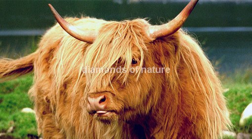 Hochlandrind / Highland Cattle / Bos taurus
