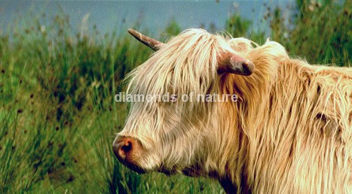 Hochlandrind / Highland Cattle / Bos taurus