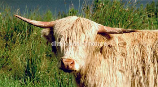 Hochlandrind / Highland Cattle / Bos taurus