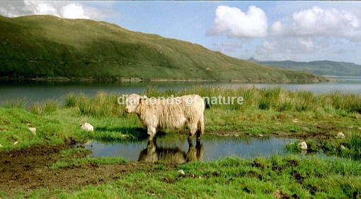 Hochlandrind / Highland Cattle / Bos taurus