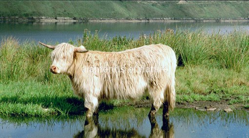 Hochlandrind / Highland Cattle / Bos taurus