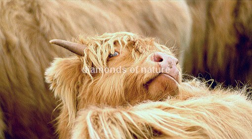 Hochlandrind / Highland Cattle / Bos taurus