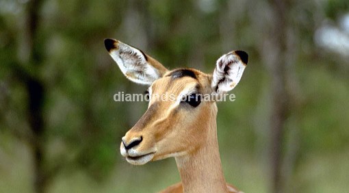 Schwarzfersenantilope / Impala / Aepyceros melampus