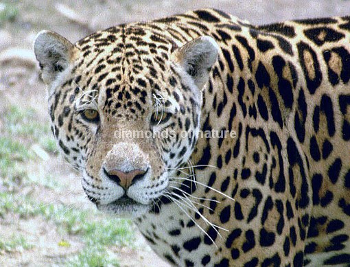 Jaguar / Jaguar / Panthera onca