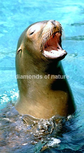 Kalifornischer Seelöwe / California Sea Lion / Zalophus californianus