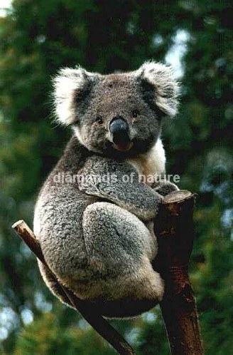 Aschgrauer Beutelbär / Koala / Phascolarctos cinereus