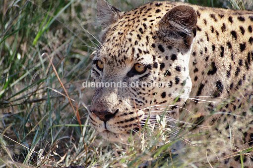 Leopard / Leopard / Panthera pardus
