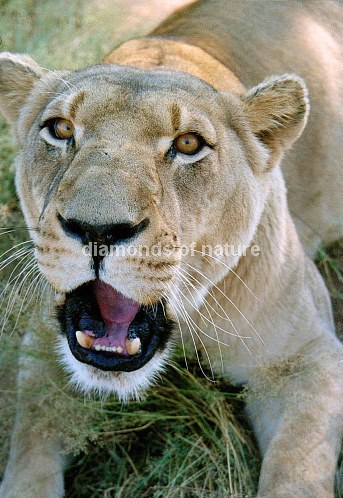 Afikanischer Löwe / African Lion / Panthera Leo