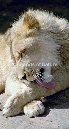 Weißer afrikanischer Löwe / White African Lion / Panthera Leo